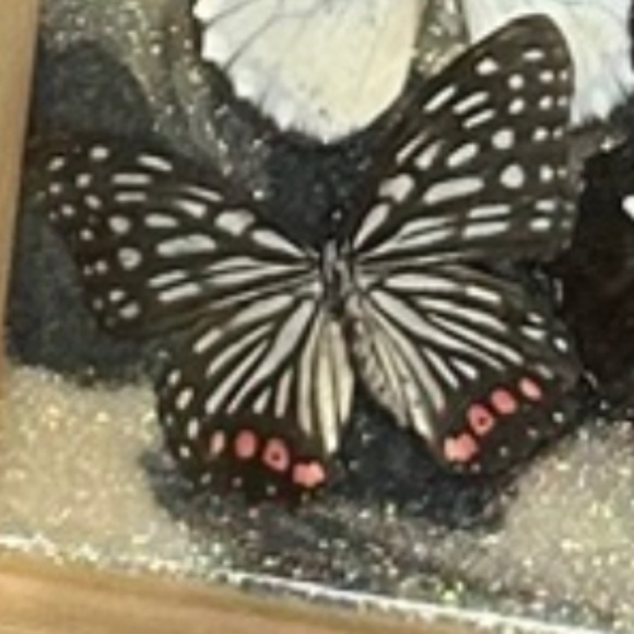 Butterflies in a shadow box - Picture 2 of 5